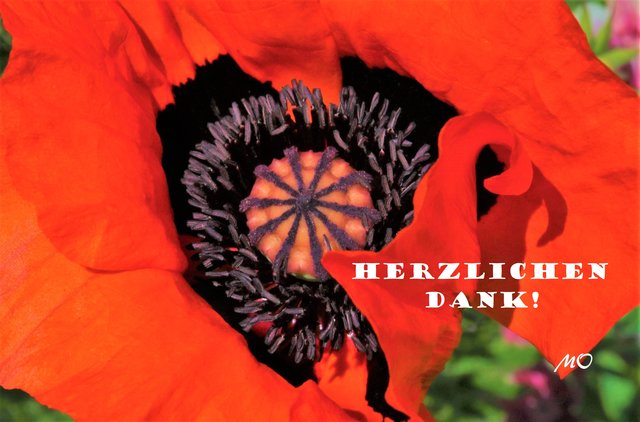 Ein herzliches Dankeschön, an die Redaktion der Woche Graz!