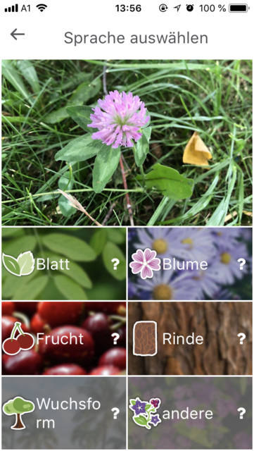 AppTipp Die App zur Pflanzenbestimmung Tirol