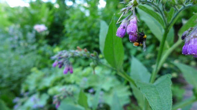 Der Beinwell sollte in keinem Garten fehlen. | Foto: Siegl