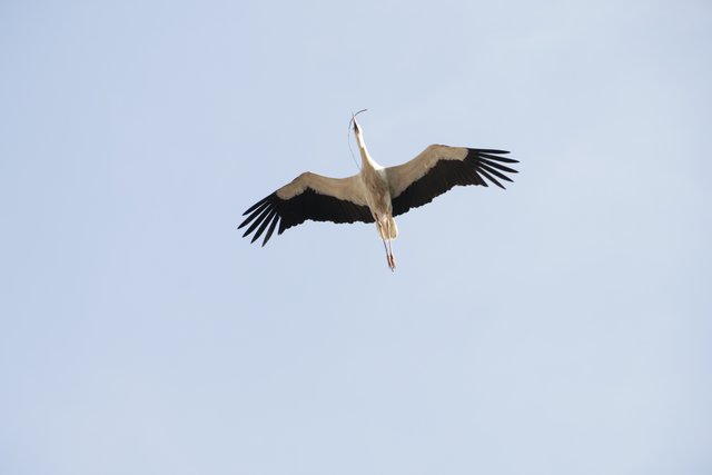 keine Drohne, nur ein "Überflieger"!