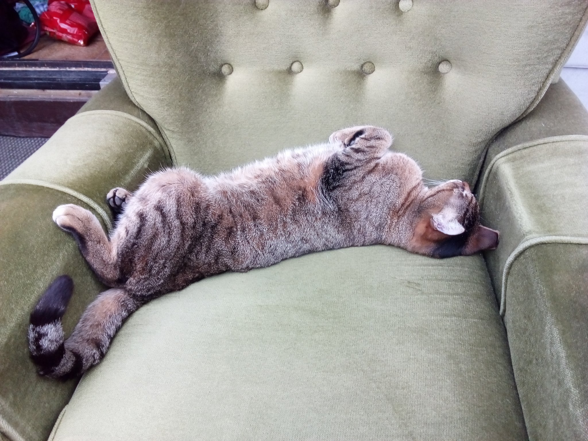 Gesucht/vermisster Kater: Wir bitten um Ihre Mithilfe... - Liesing