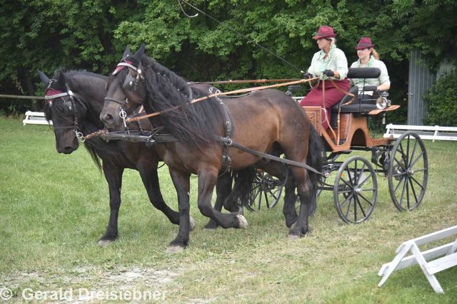 Christine Brunner mit ihren beiden Noriker-Pferden bei der Landesmeisterschaft der ländlichen Fahrer.