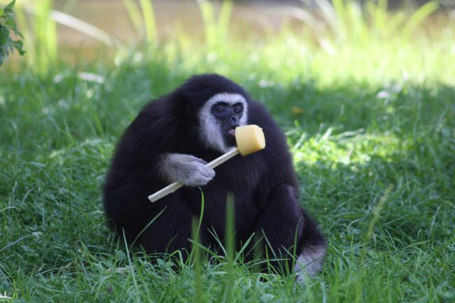 Ein kühles Früchteeis sorgt bei diesem Weißhandgibbon für eine Erfrischung | Foto: Zoo Salzburg