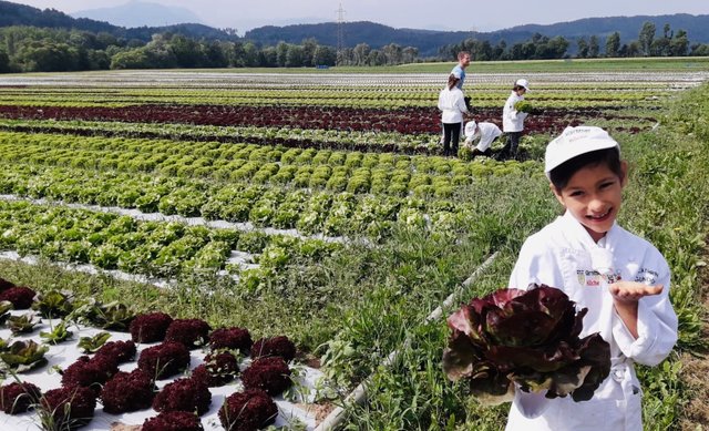 Die Mini Köche bei der Salaternte am Acker in St. Filippen | Foto: kk/Kärnten Taufirisch &amp; Robitsch Obst und Gemüse