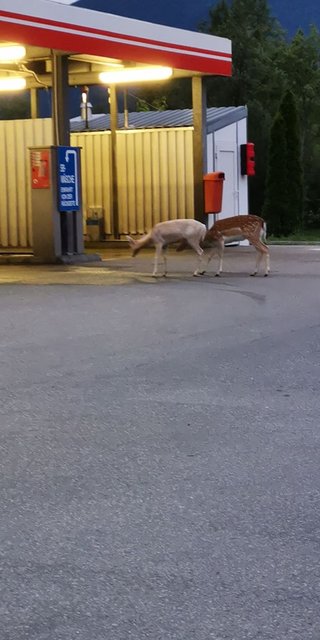 Sarah Zauchner hat uns das Foto von den Damhirschen auf der AVIA Tankstelle geschickt | Foto: Sarah Zauchner