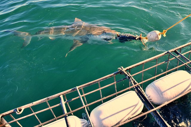 Bronze- oder Kupferhai