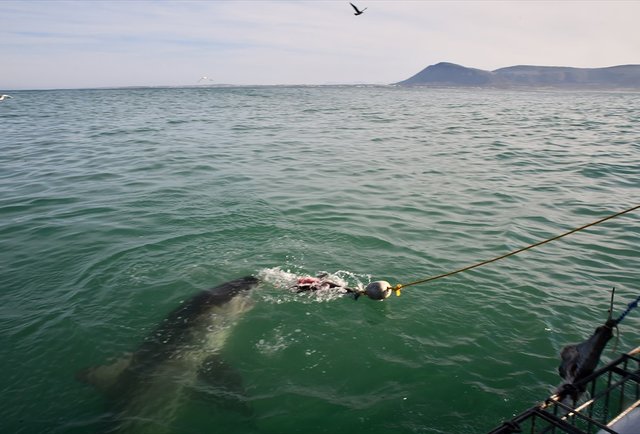Das war der größte Weiße Hai ca. 5m
