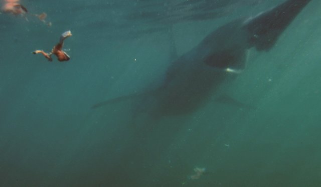 Bronze- oder Kupferhai