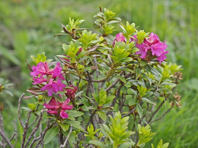 Dieser immergrüne Strauch gehört zur Gattung der Rhododendron innerhalb der Familie der Heidekrautgewächse (Ericaceae).