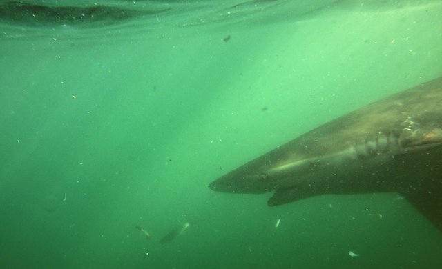 Bronze- oder Kupferhai