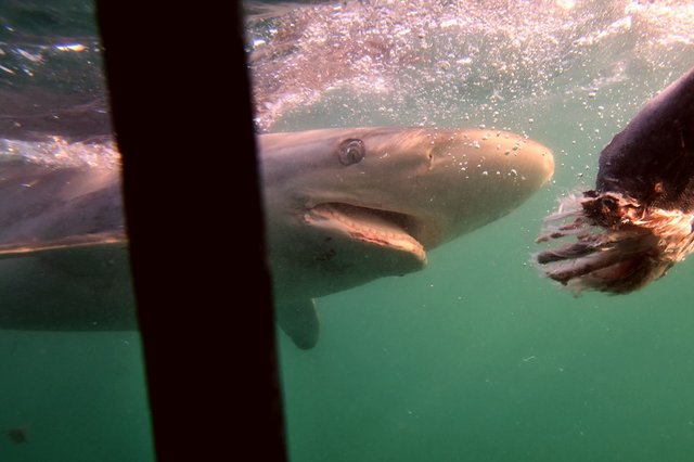 Bronze- oder Kupferhai