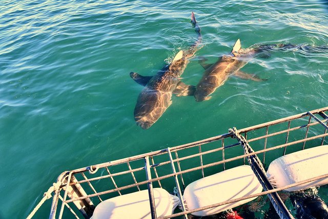 Bronze- oder Kupferhai