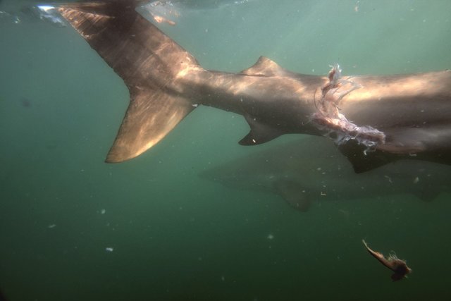 Bronze- oder Kupferhai