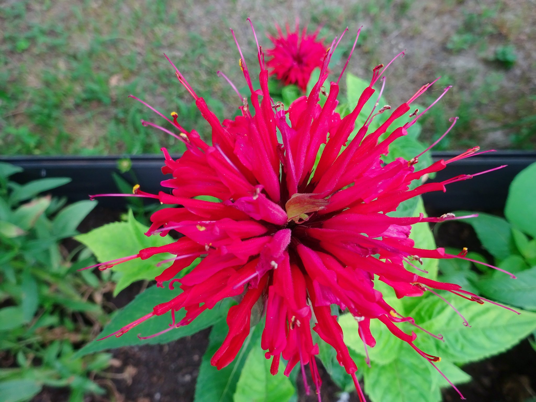 INDIANERNESSEL MONARDE DIDYMA in Vollbl te Eisenstadt