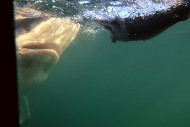 Bronze- oder Kupferhai