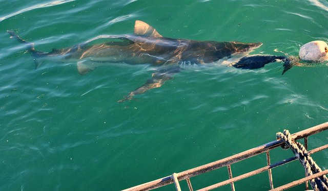 Bronze- oder Kupferhai