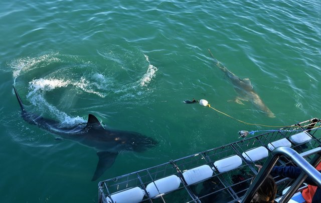Vergleich - links Weißer Hai - rechts Bronzehai