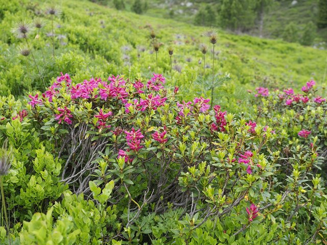 Eine Wanderung durch Alpenrosen Felder ist wunderbar.