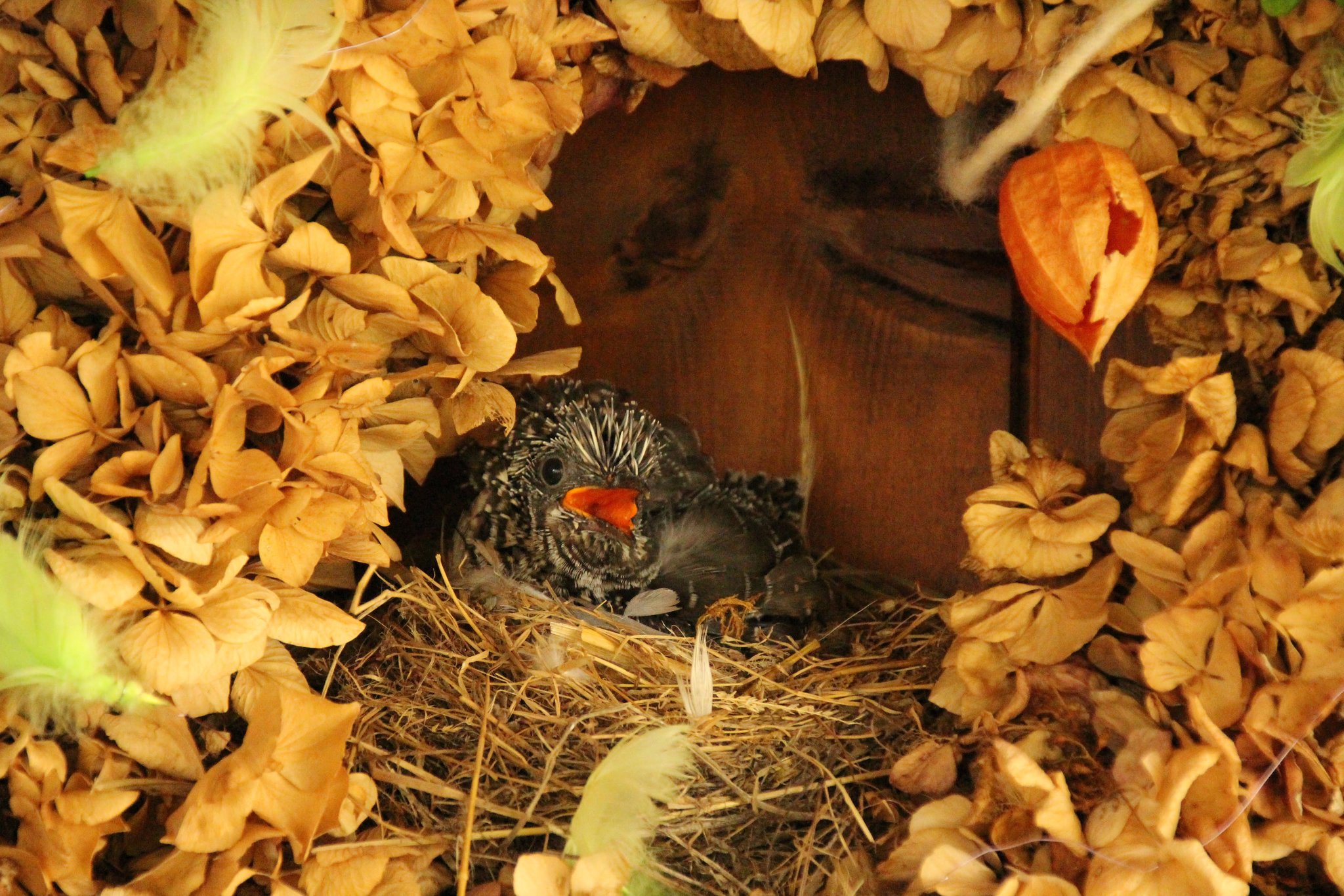 Kuckuckskind in Urbersdorf - Güssing
