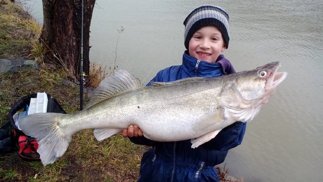 Nachwuchsangler Roland freut sich über seinen beachtlichen Fang: ein 79 Zentimeter langer Zander. | Foto: Fischereiverein Krummnußbaum