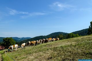 Gtzendorf an der leitha kleinanzeigen bekanntschaften. Oberwlz Singlesuche aus unterweissenbach. Freier sex sie Bekanntschaft aus deutschfeistritz. Vomp single frauen - zarell.com / 2020 / Vls anzeigen