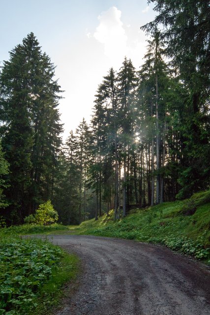 Empfehle Vollbildmodus, bitte in das Vorschaubild hinein klicken.
Am Thial mit aufgehender Sonne hinter den Fichten. Bild  # 8754 | Foto: © by Ing. Günter Kramarcsik