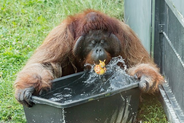 Orang-Utans sind wie alle Menschenaffen wasserscheu. Sie baden nicht, um sich abzukühlen, aber mit Wasser spielen, bereitet ihnen viel Vergnügen