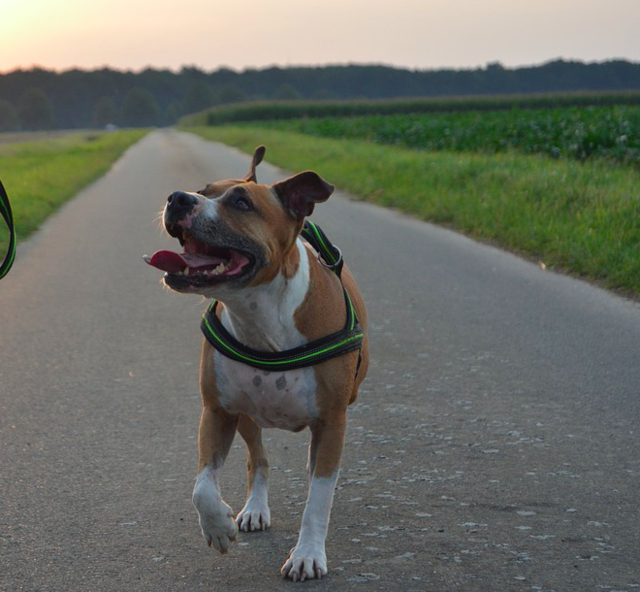 Ein Pitbull soll Dienstag Abend ein Kind gebissen haben.