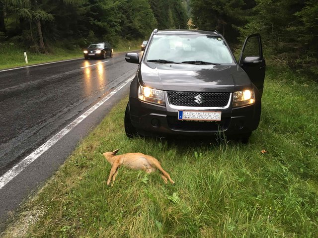 Rund 9.500 Wildunfälle werden jährlich im Burgenland verzeichnet.