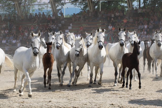 Am 21. September findet wieder die große Herbstparade im Lipizzanergestüt Piber statt. | Foto: Lederer