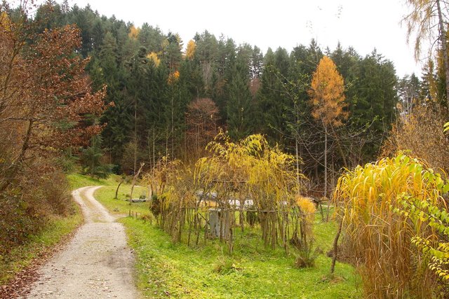 Der Pflanzgarten in Schwaz ist ein stadtnahes Erholungsgebiet mit viel Natur zu entdecken | Foto: Dietmar Walpoth/Archiv meinbezirk