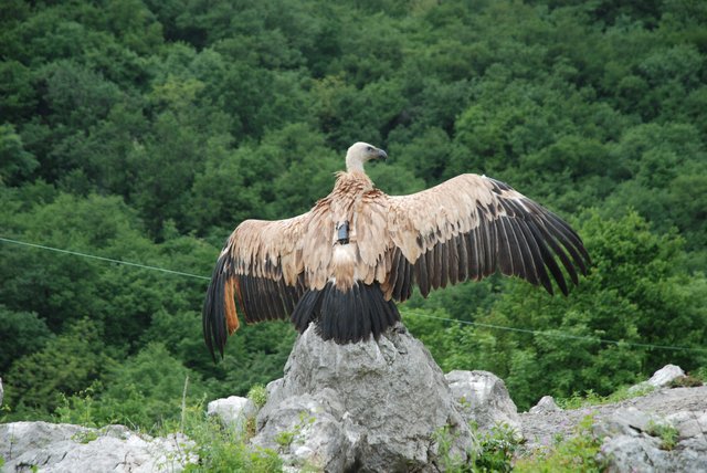 Seit 2012 werden die Gänsegeier im Rahmen eines Forschungsprojektes im Nationalpark Hohe Tauern beobachtet. | Foto: Nationalpark Hohe Tauern/Knollseisen