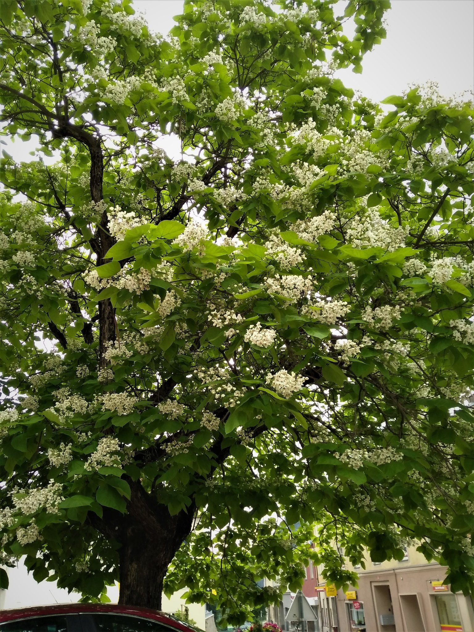 TROMPETENBAUM in voller Blüte Murtal