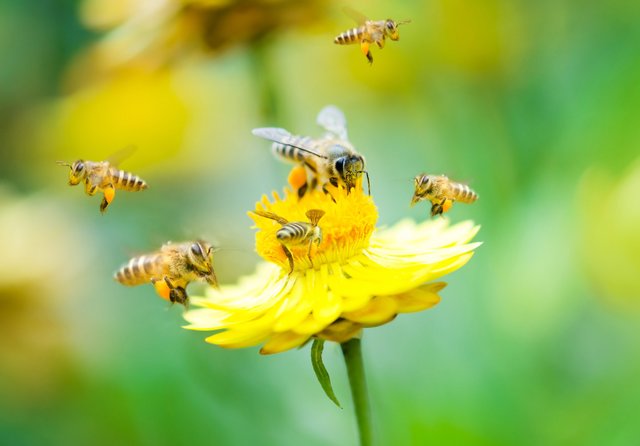 Geht es nach der Grünen Gemeinderätin Andrea Pavlovec-Meixner, soll überprüft werden, ob Flächen bienenfreundlich sind.  | Foto: WONG SZE FEI/Fotolia