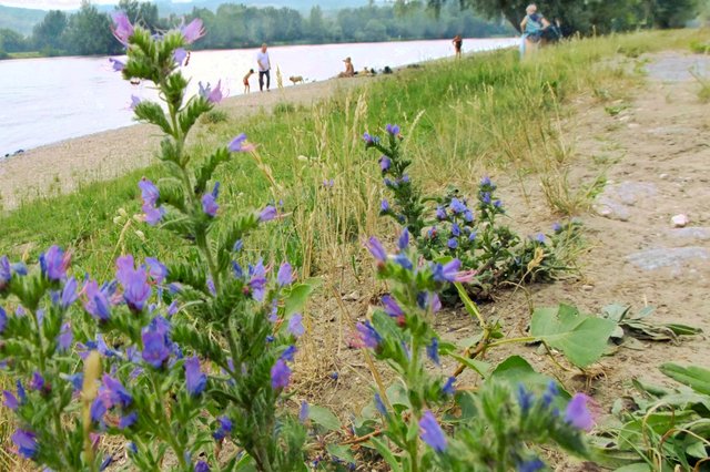 Der Badestrand mit dem Grünstreifen neben dem Kiesweg