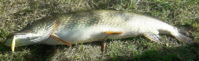 Am 1. Juli wurde der Fisch aus den Gewässern gezogen.  | Foto: Foto: Oberaigner