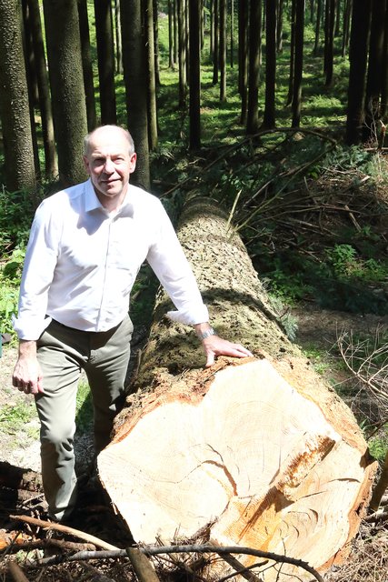 Agrar-Landesrat Max Hiegelsberger begutachtet den mächtigen Stamm mit rund 11 Erntefestmetern. | Foto: Land OÖ/Kraml