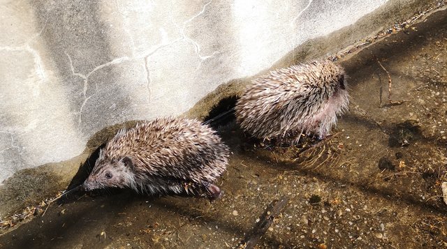Mehrmals die Woche verirren sich Igel in im stillgelegten Brunnen beim Gemeindebau Adalbert-Stifter-Straße. Doch schaffen sie es nicht ohne Hilfe wieder hinaus.