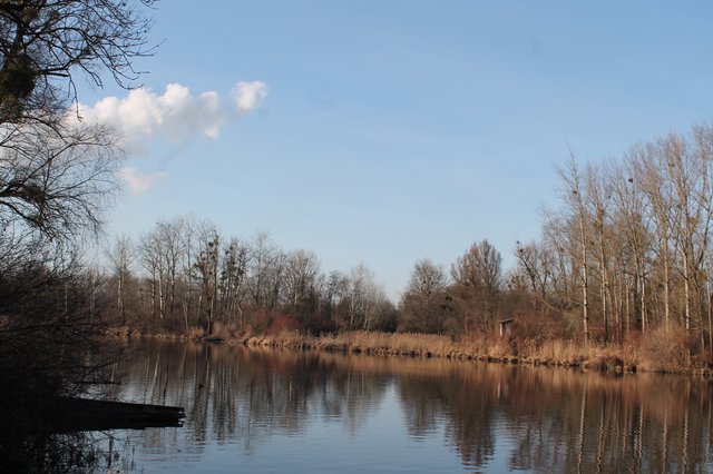 Der Altarm Mitterwasser in Asten ist hauptsächlich von dem Fischsterben betroffen. | Foto: BRS/Losbichler