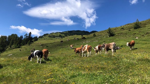 Vorallem für Wanderer und Besucher, die Hunde mitführen, gibt es ab sofort klare Verhaltensregeln.  | Foto: Krabichler