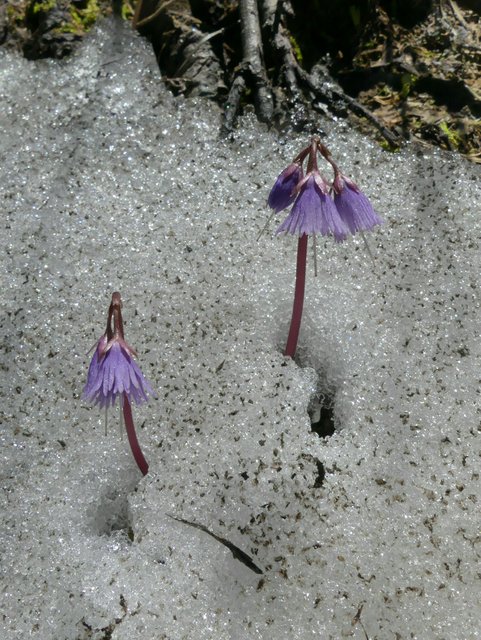 Diese Alpenglöckchen trotzen dem Schnee.