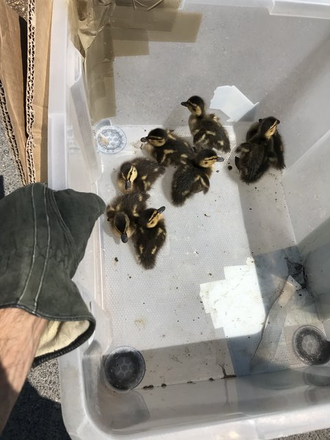 Die Küken sind mittlerweile wieder wohlbehalten in Freiheit. | Foto: BPD