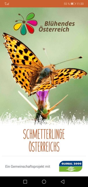 Die Schmetterlinge Österreich App ist für jeden kostenlos downloadbar und einfach zu bedienen.
