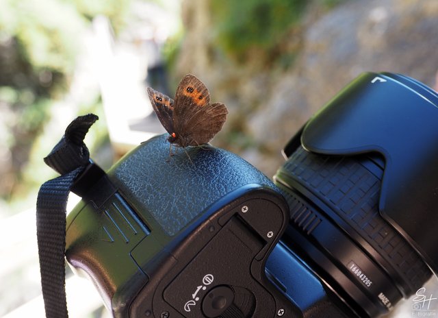 Finden und fotografieren. Schmetterlinge gibt es in jedem Garten.