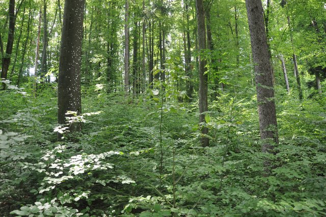 Der Wald darf natürlich wachsen, es gilt aber einiges zu beachten. | Foto: WOCHE