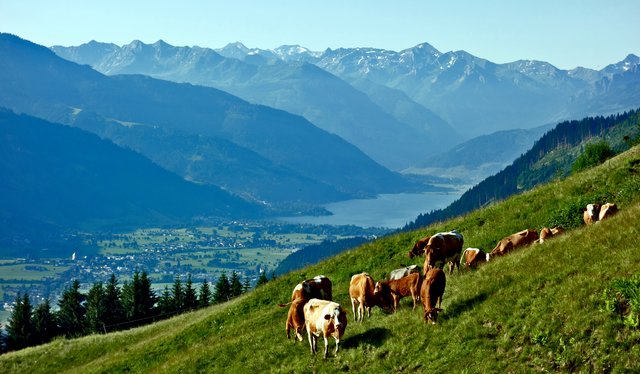 Zufriedene Kühe - gute Milch
Blick auf den Zeller See