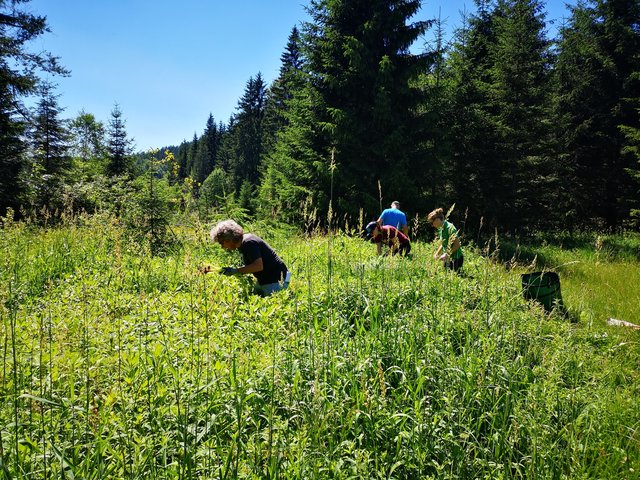 Freiwillige Helfer bekämpfen das Drüsige Springkraut im Naturpark Ötscher-Tormäuer. | Foto: Naturpark Ötscher-Tormäuer