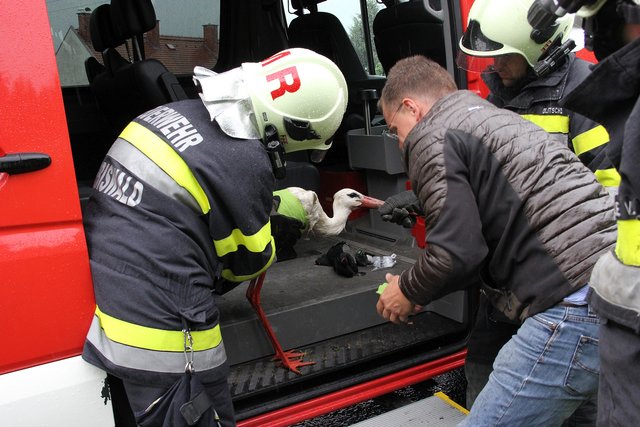 Tierarzt Gregor Stanek bei der Erstversorgung des verletzten Storches. | Foto: Ferlitsch/BFVDL