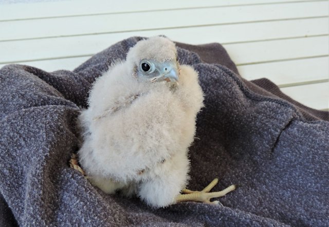 Das ist der kleine Theo - ein Turmfalkenbaby | Foto: Vier Pfoten