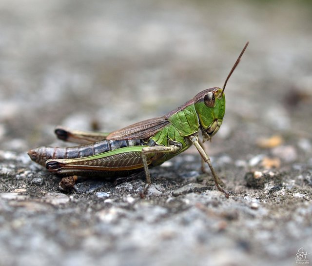Auf Wiesen und Feldern daheim aber auch auf der Strasse anzutreffen: Grashüpfer.
